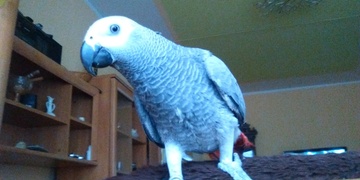 Mluvící Žako "Barunka" uletěl u Plas - NALEZENA!