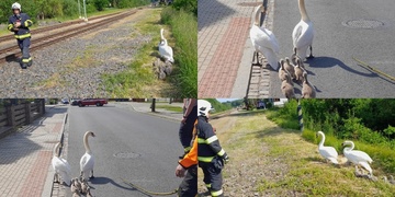 Hasiči vyrazili na pomoc labutí rodince