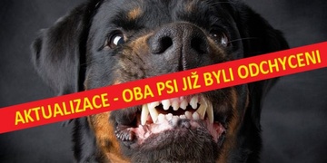 Dvojice Rotvajlerů pokousala desetiletou holčičku - aktualizováno