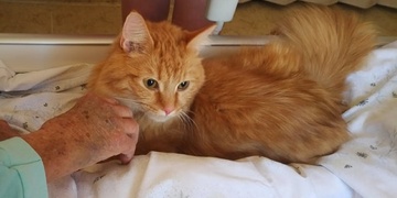 Babičky a dědečkové prosí o Vaši pomoc!