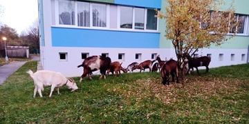 Strážníci v Bolevci naháněli stádo koz
