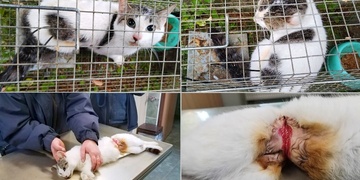 Příšerná muka bezmocného zvířete konečně skončila - aktualizováno