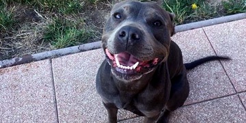 V Myslince byl nalezen Pitbulteriér