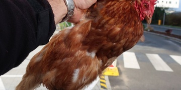 Lov v nemocnici za pomoci i povzbuzování pacientů