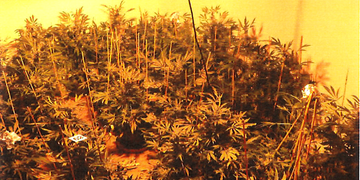 Policisté odhalili v bytě na Borech pěstírnu