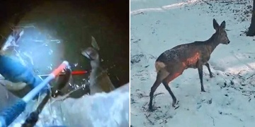 Strážníci zachránili topící se srnu z řeky