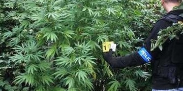 Pěstovali a distribuovali drogy na Borsku