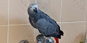 Hledá se Roko
