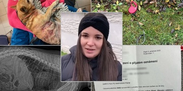 Čivavu Oskara usmrtili přímo před jeho majitelkou