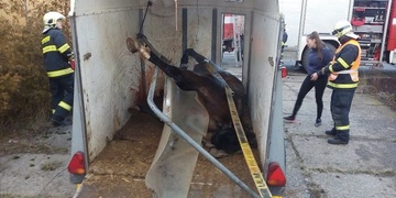 Dramatická záchrana koně