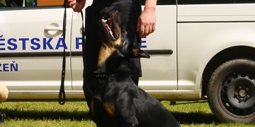 Řidič ujel od nehody a dopadl ho psovod městské policie