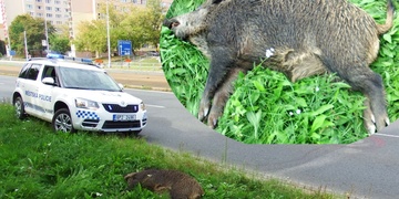 Ve Skvrňanech vběhl divočák pod auto