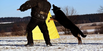 Statečné psí srdce