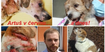 Artuš zubožený údajnými lékařskými pokusy se zotavuje