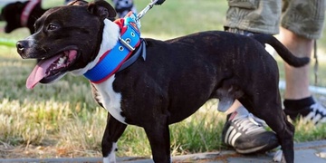 Pes napadl a těžce zranil dvouleté dítě, pak utekl