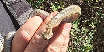 Had v Koterovské ulici vyděsil obyvatelku domu