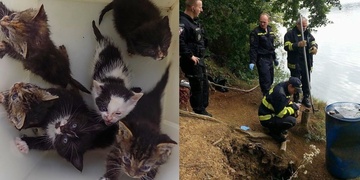 Nebezpečí kontaminace vody i vyhozená koťata v krabici