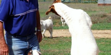 Kozel napadl a zranil seniora