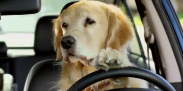 Těžce opilá žena si vyjela i se psem