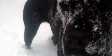 Dobrovolníci stále pátrají po toulající se šarpejce - pomozte i Vy!