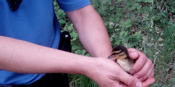 Záchrana kachňátek