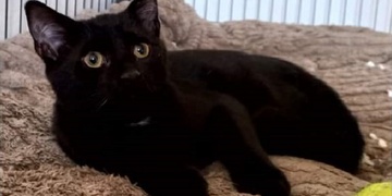 Hledá se Black