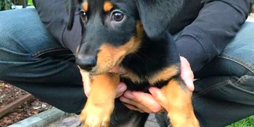 Nalezené štěně, neuteklo Vám?