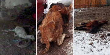 Mrtvá a umírající zvířata na farmě - "Čirá hrůza! Prostě peklo!" komentovali dnes situaci všichni přítomní