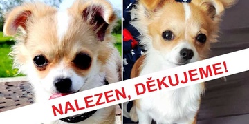 Leonek je již doma! Díky Vám všem!!!