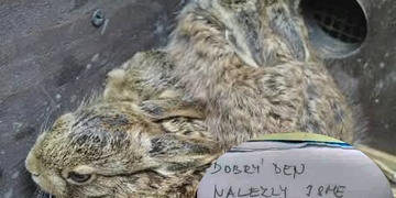 Pomozte zachránit život malým zajícům