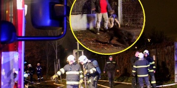 Požár zahradního domku, z ohně zachránili dva psy