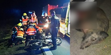 Střet motorkáře s divočákem u Sulkova