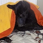 Záchrana psa z potoka. Pozná ho někdo?