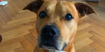 Hledá se Louie, ztratil se kousek od Klatov v lese Ptín