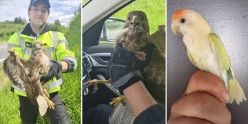 Policisté zachraňovali káně, strážníci pro změnu papouška