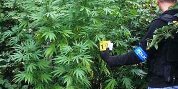 Pěstírna marihuany na letišti