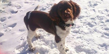 Prosíme o pomoc – na Americké nám ukradli ohaře Lociku