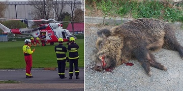 Policisté museli zastřelit divočáka, který napadl a vážně zranil muže