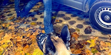 Tam, kde jsou lidské oči slabé, psí čenich nikdy neselže