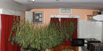 Další odhalená pěstírna v bytě v Plzni