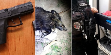Strážník zastřelil divočáka služební pistolí