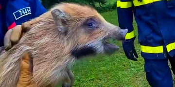 Miminko divočáka hasiče pořádně prohnalo
