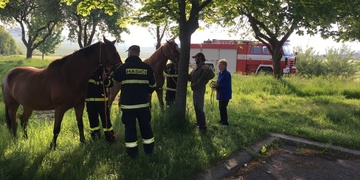 Zachraňte koně...