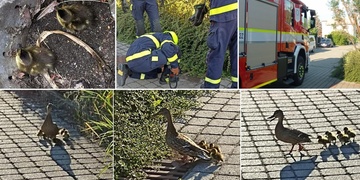 Omladinu hasiči zachraňovali pod velice pečlivým dohledem matky kachny