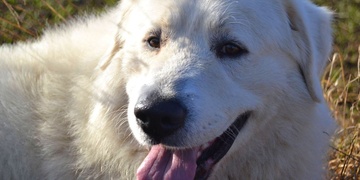 Ztratil se čuvač Jim, pomůžete pátrat?