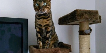 Ztratila se bengálská kočka jménem Žeryk