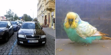 Andulka v hospodě, ukradené auto a muž v křoví