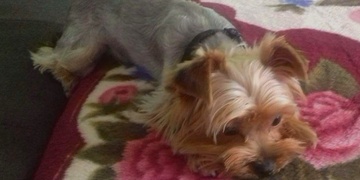 Na Petrohradu mi ukradli Jorkšírského teriéra Bony