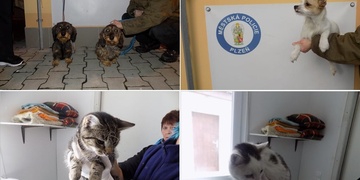 Tři kočky a tři psi za jediný den