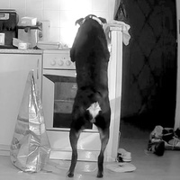 Odhalení "žháře" všechny překvapilo, byla to fenka majitele